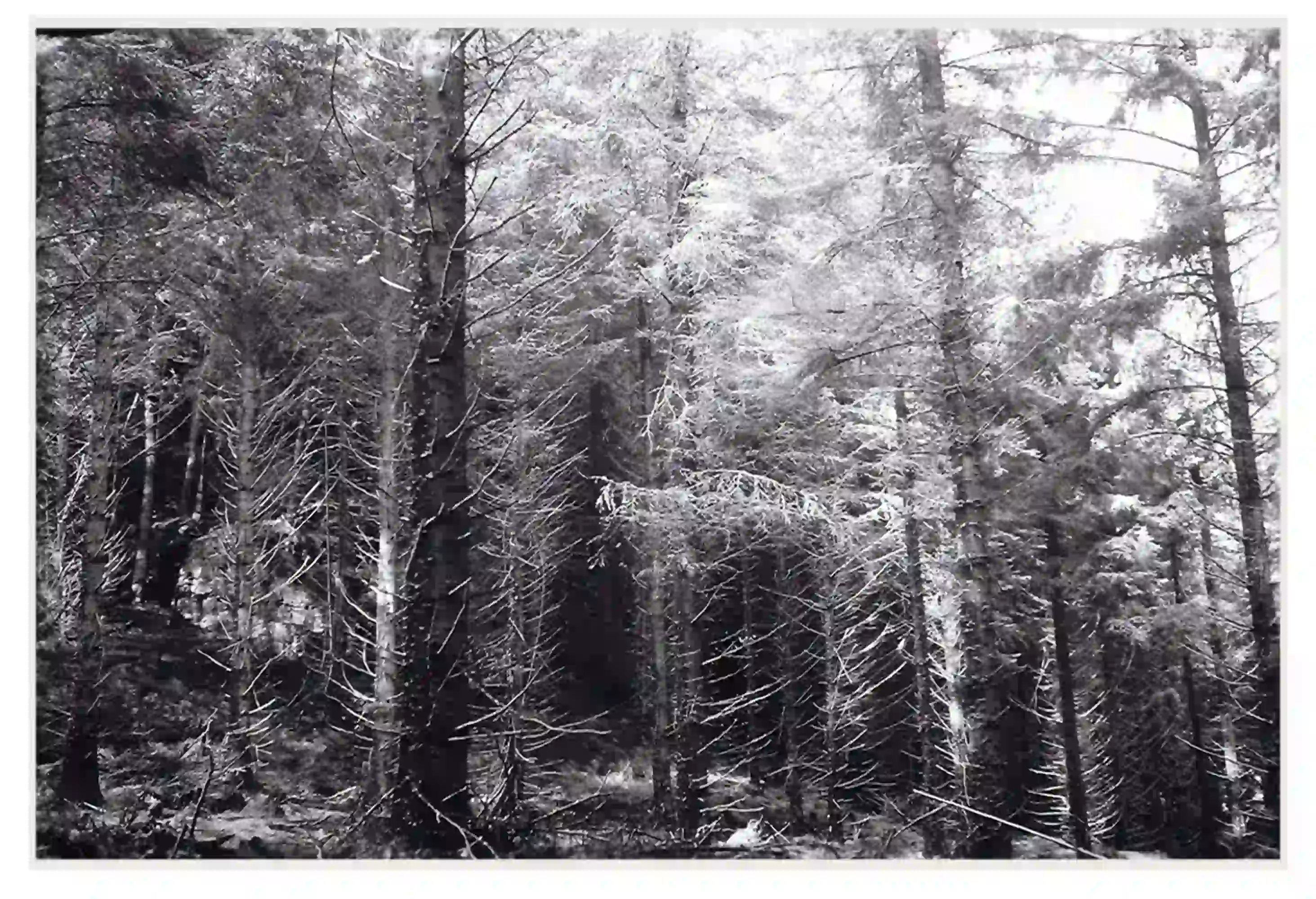 Aberfeldy