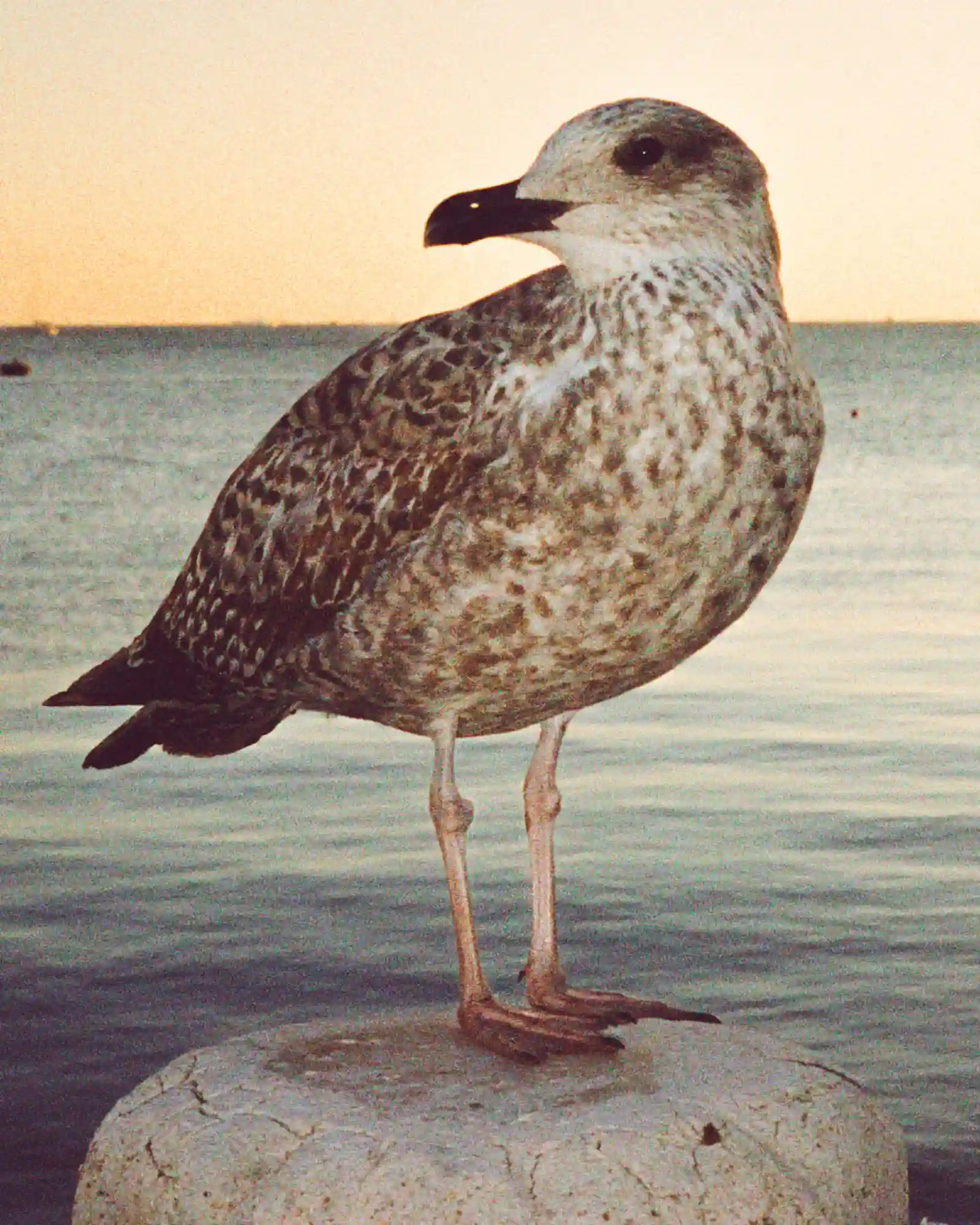 bird photo from Istanbul