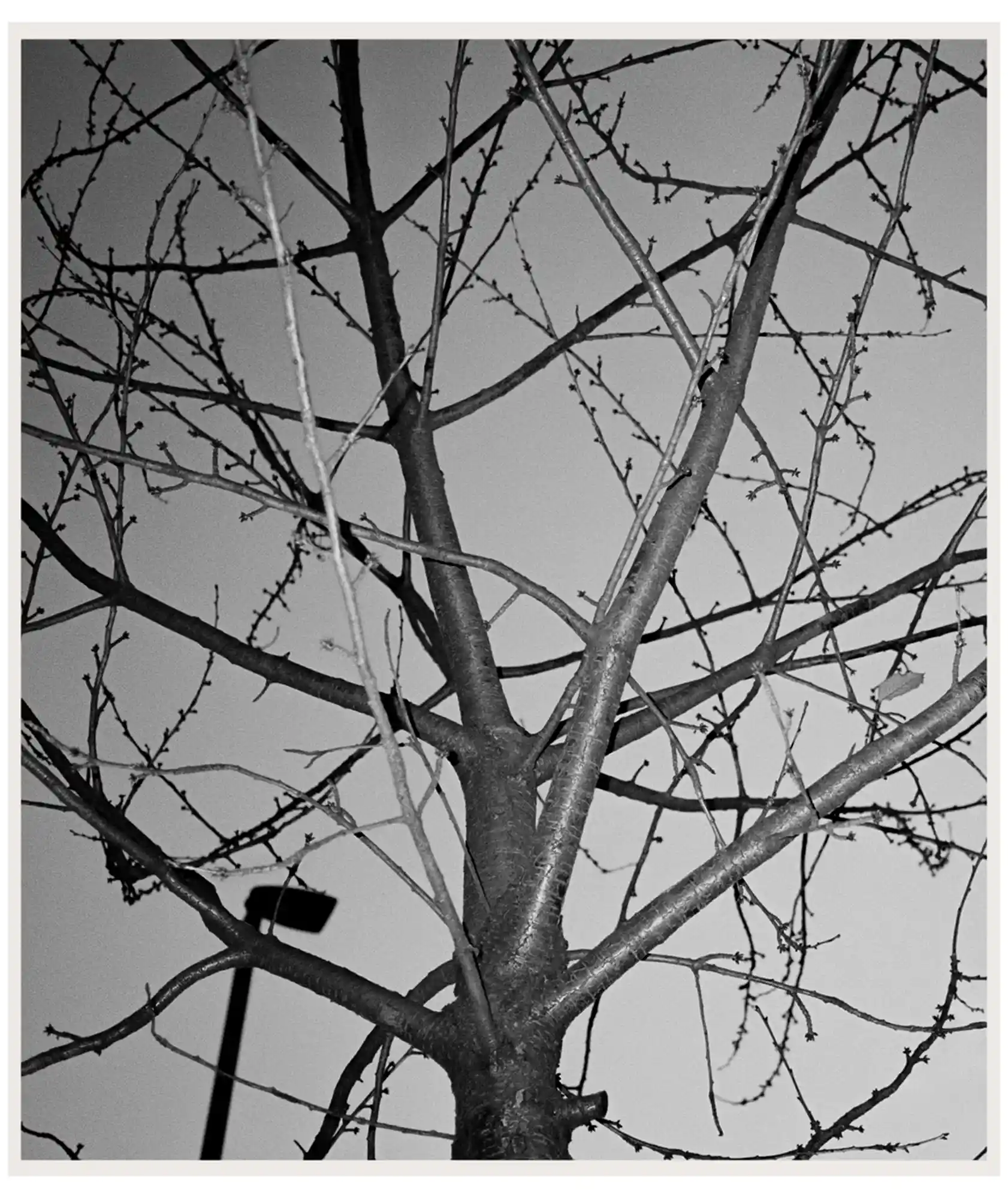 Flash Tree