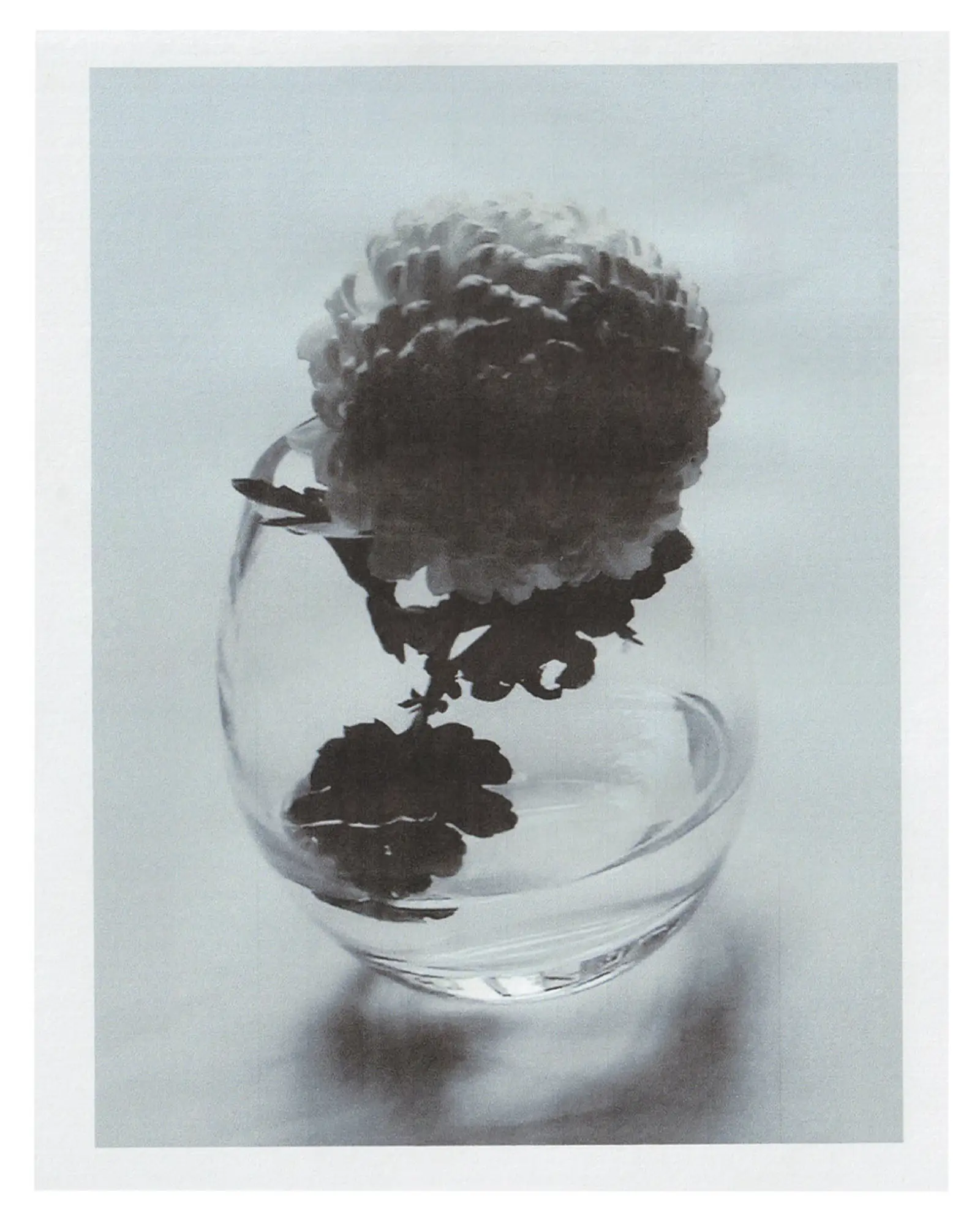 Flower Scans