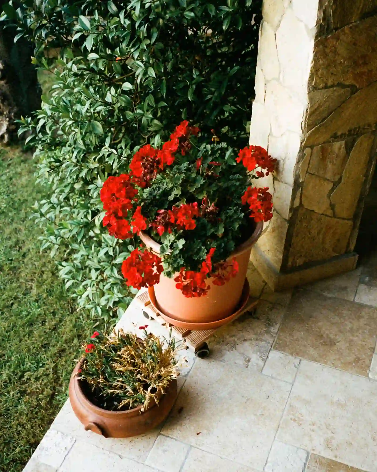 Mom's geraniums