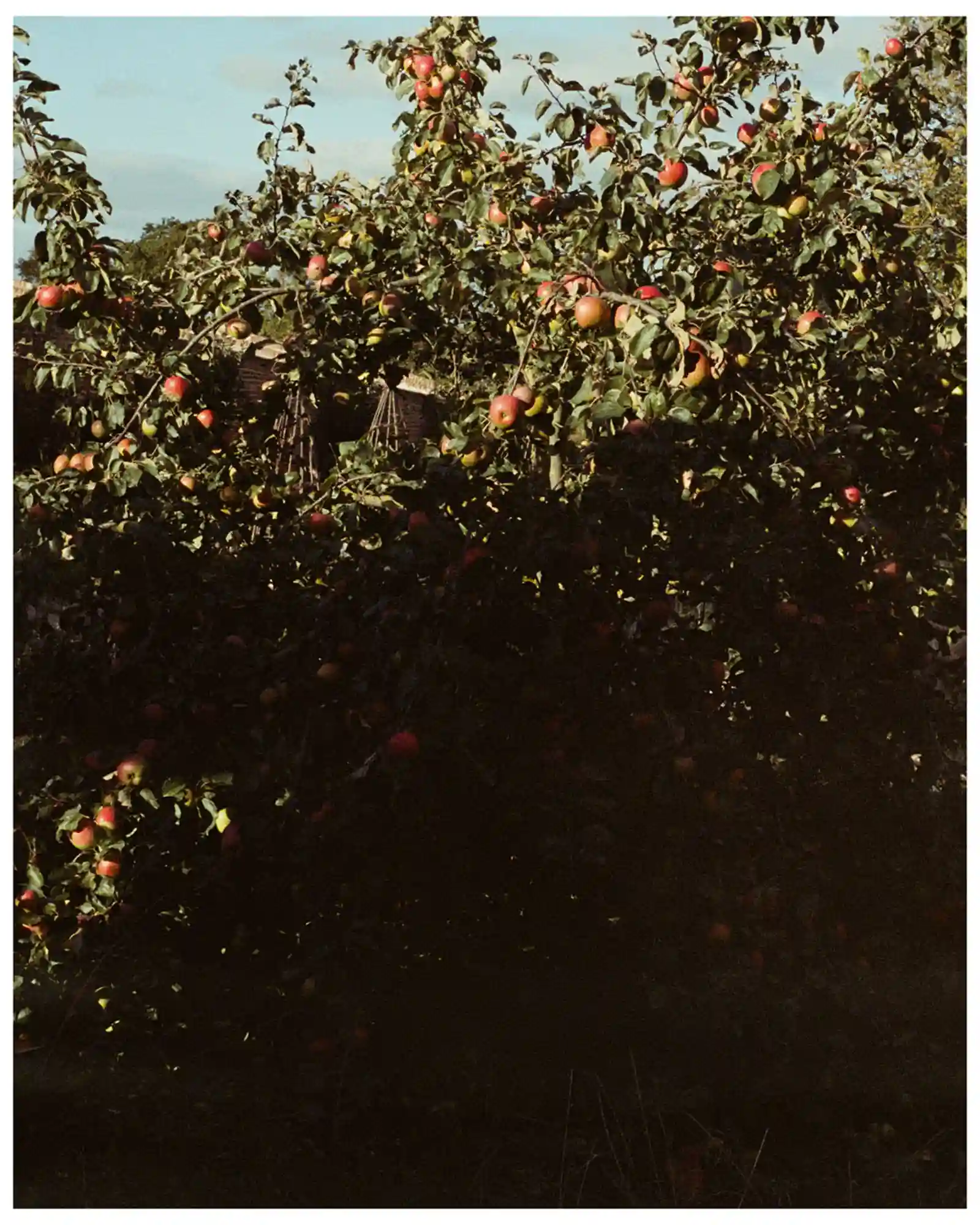 Somerset Apples